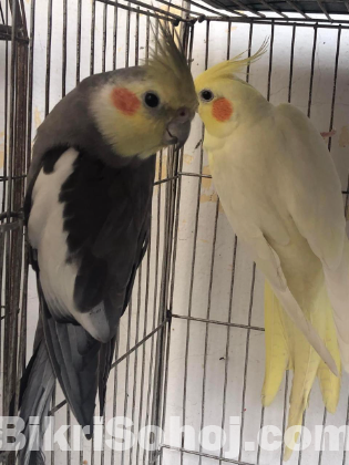 Cockatiel & lovebird running pair